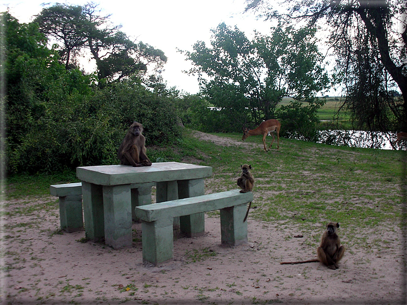 foto Parco nazionale del Chobe